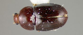Media type: image;   Entomology 32596 Aspect: habitus dorsal view